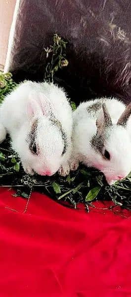 Rabbit Babes 3