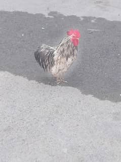 I want to sale my hen( good quality quangi) & fancy roster
