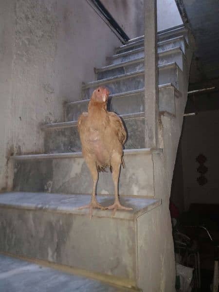 I want to sale my hen( good quality quangi) & fancy roster 1