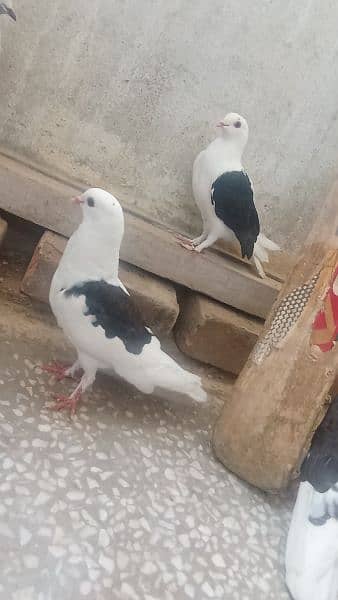 dancing pigeons for sale 1