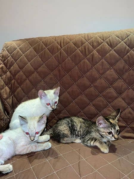 Siamese kittens 1