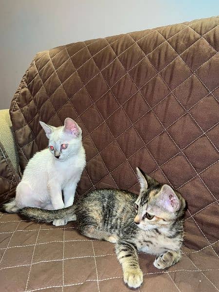 Siamese kittens 8