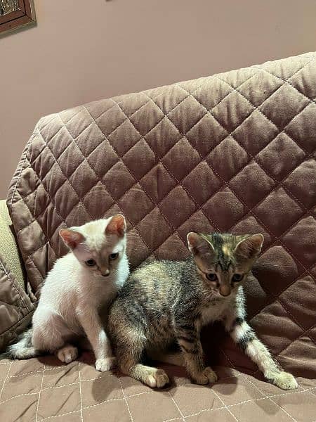 Siamese kittens 9