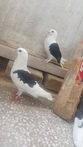 dancing pigeons for sale 4