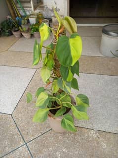 philodendron plant 0