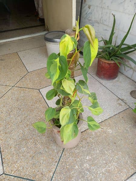 philodendron plant 1