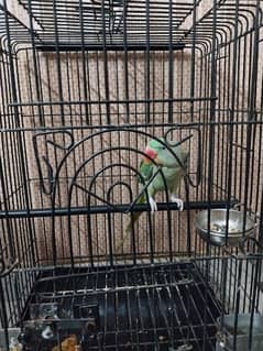 parrot 4 sale