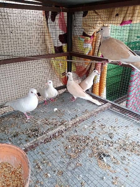 Budgies Parrots for sale With Cage (پنجرہ ).  10Pice . 1