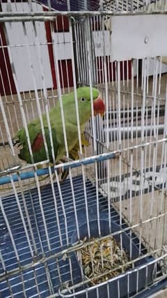 I'm selling parrot