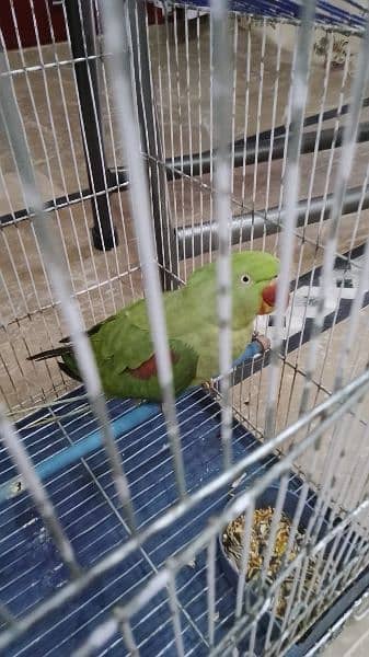 I'm selling parrot 1