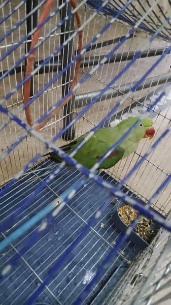 I'm selling parrot 2