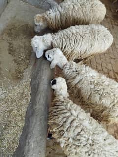 Sheeps For Sale/ Qurbani Ka Janwar