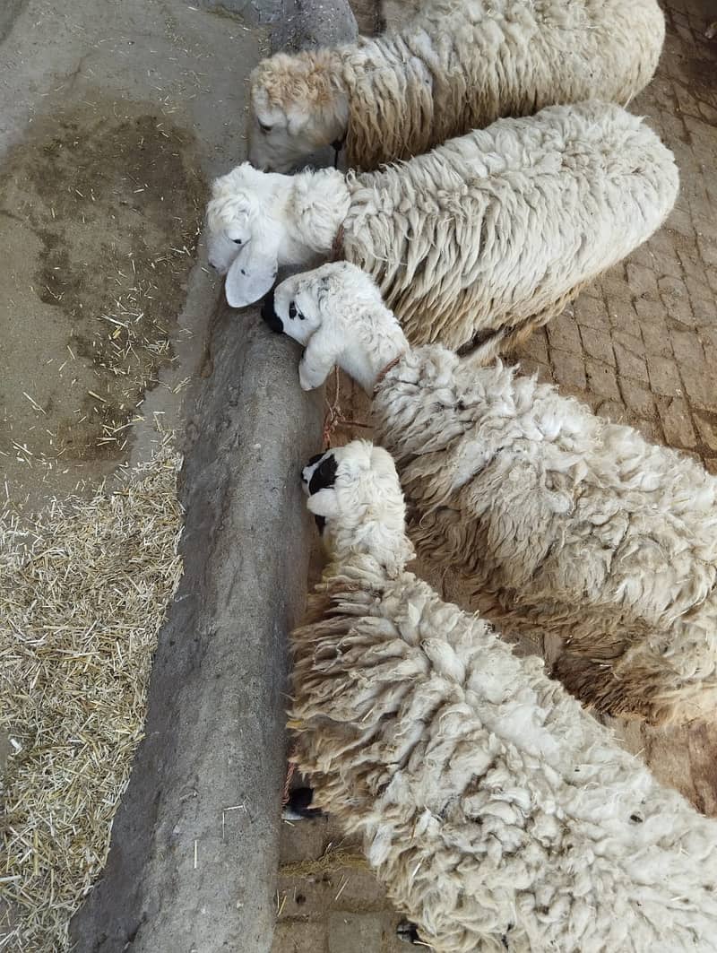 Sheeps For Sale/ Qurbani Ka Janwar 1