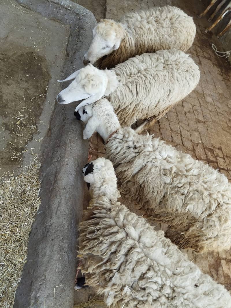 Sheeps For Sale/ Qurbani Ka Janwar 2