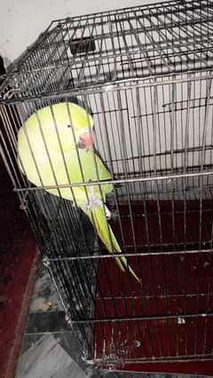 pair of khata parrot for sale with cage in 25000