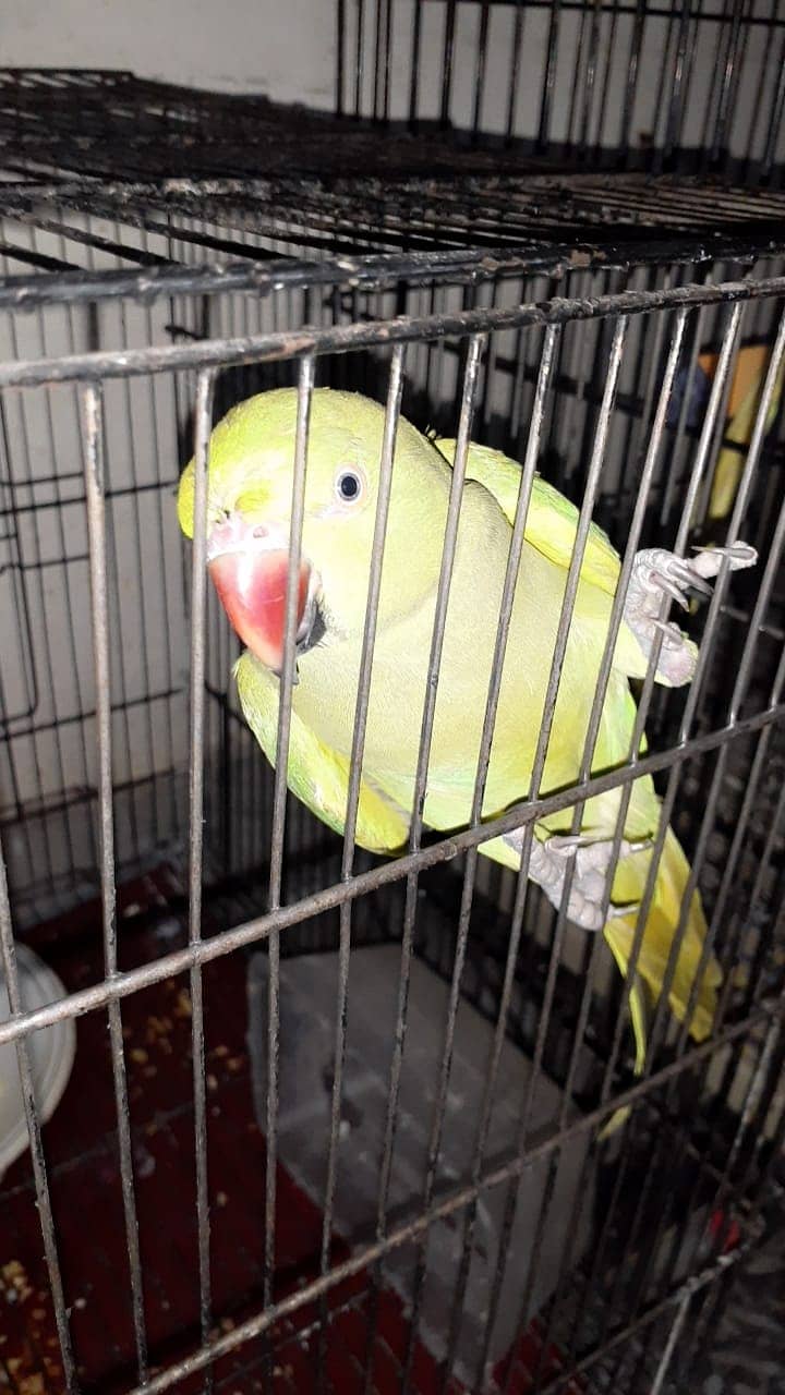 pair of khata parrot for sale with cage in 25000 1