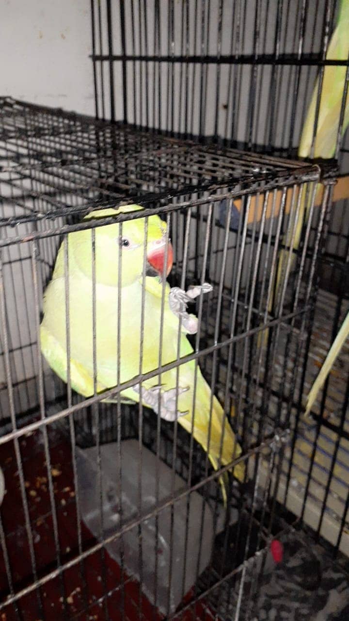 pair of khata parrot for sale with cage in 25000 2