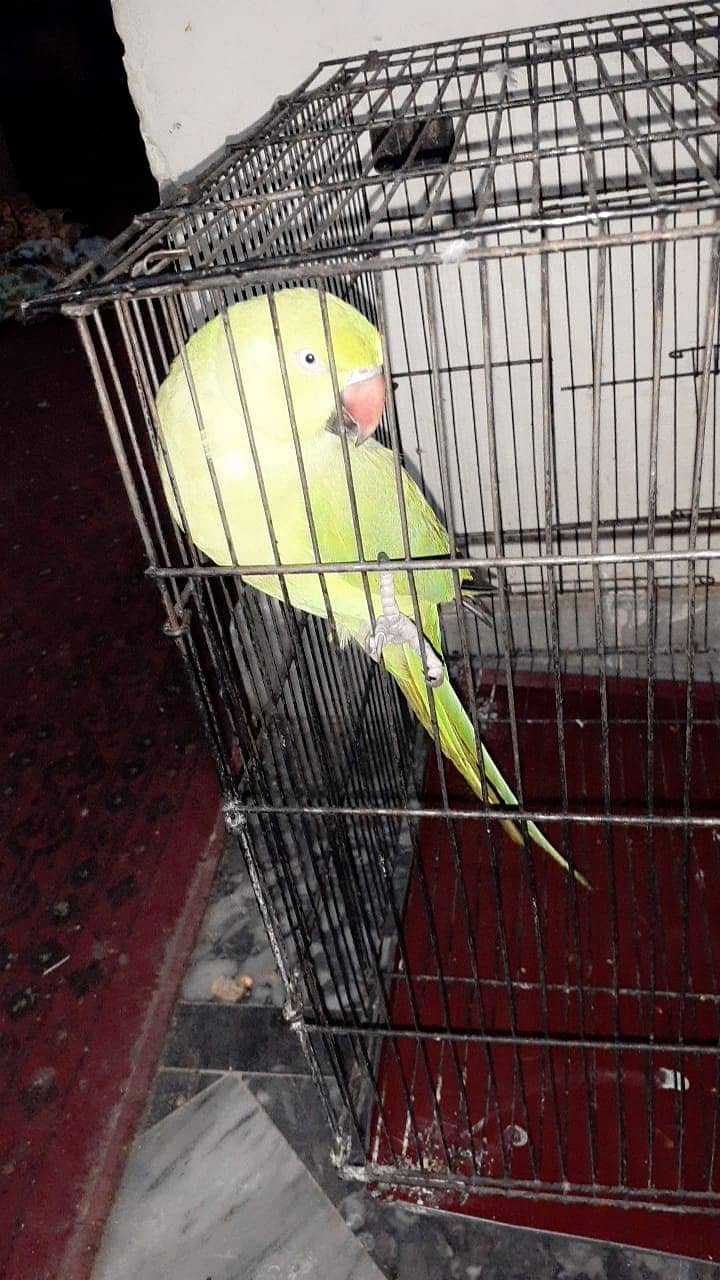 pair of khata parrot for sale with cage in 25000 3