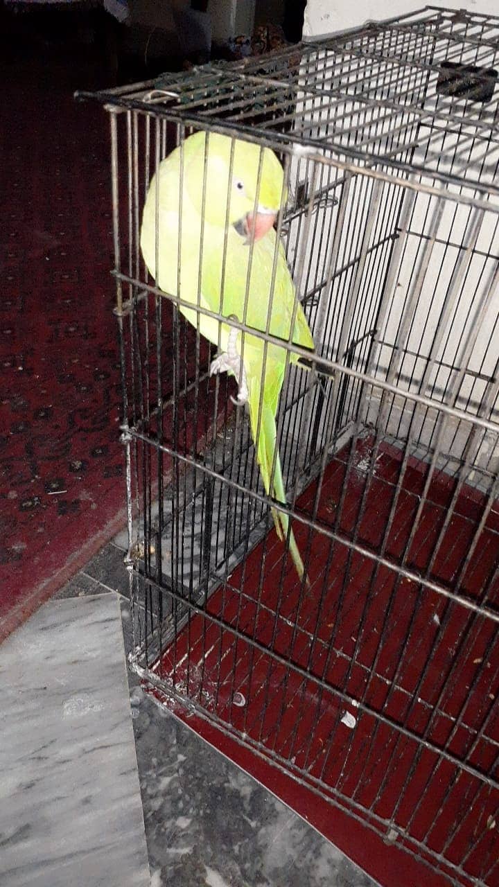 pair of khata parrot for sale with cage in 25000 4
