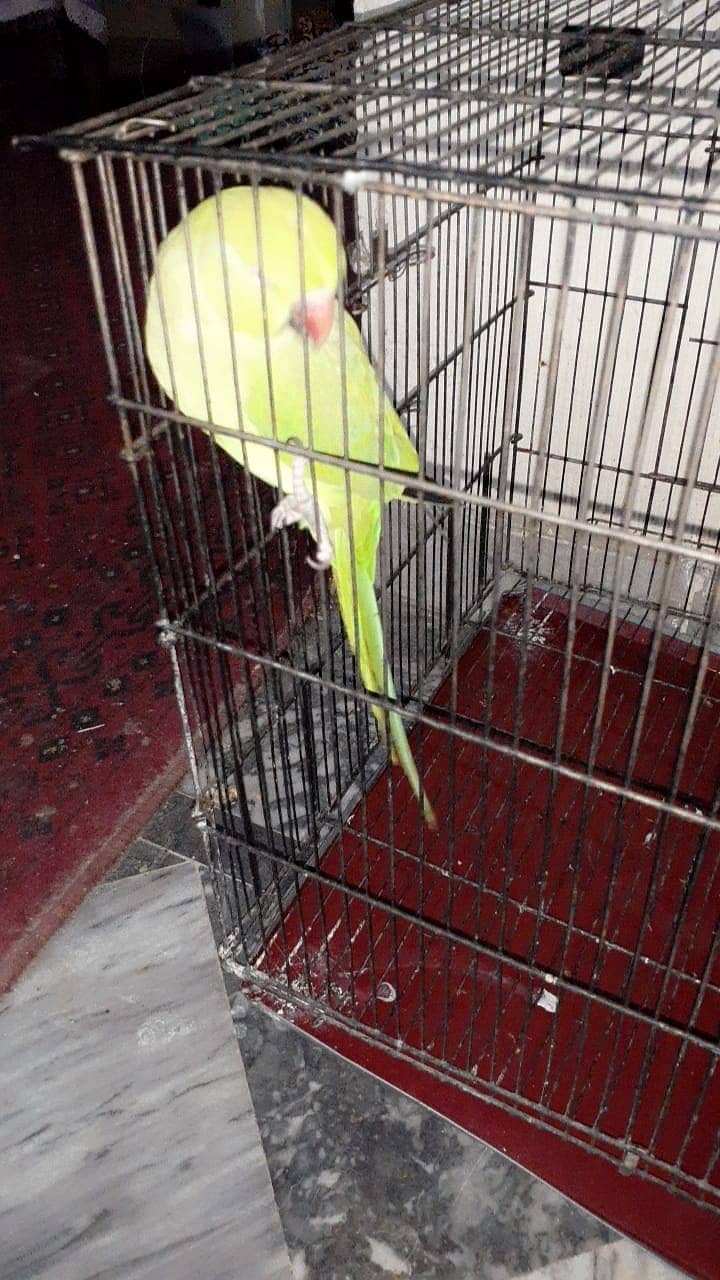 pair of khata parrot for sale with cage in 25000 5