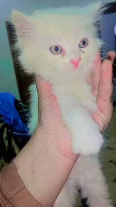white colour golden eyes Persian cat 0