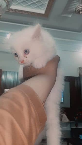 white colour golden eyes Persian cat 1