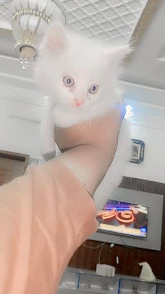 white colour golden eyes Persian cat 2