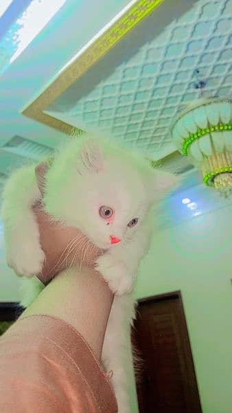 white colour golden eyes Persian cat 3