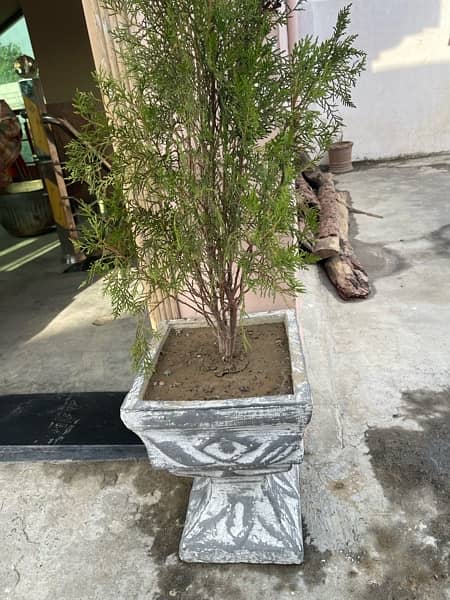 Trees n gamila for sale 9