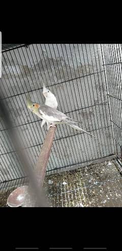 Pairs and Chicks for sale msg (03114885527)