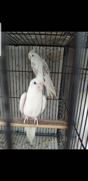 Pairs and Chicks for sale msg (03114885527) 1