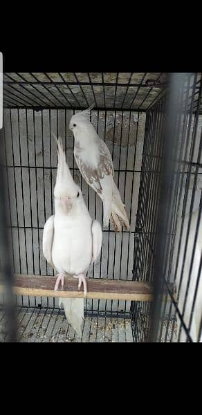Pairs and Chicks for sale msg (03114885527) 2