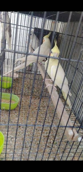 Pairs and Chicks for sale msg (03114885527) 3
