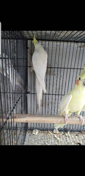 Pairs and Chicks for sale msg (03114885527) 4