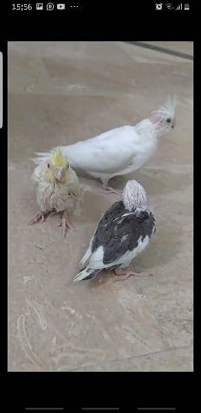 Pairs and Chicks for sale msg (03114885527) 5