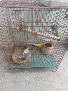 Parrots for sale along with cage