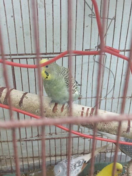 Parrots for sale along with cage 1