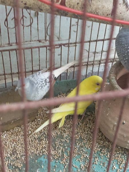 Parrots for sale along with cage 2