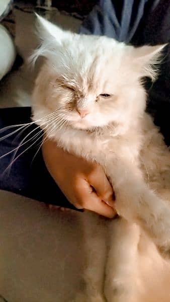 Percian cat for sale 1
