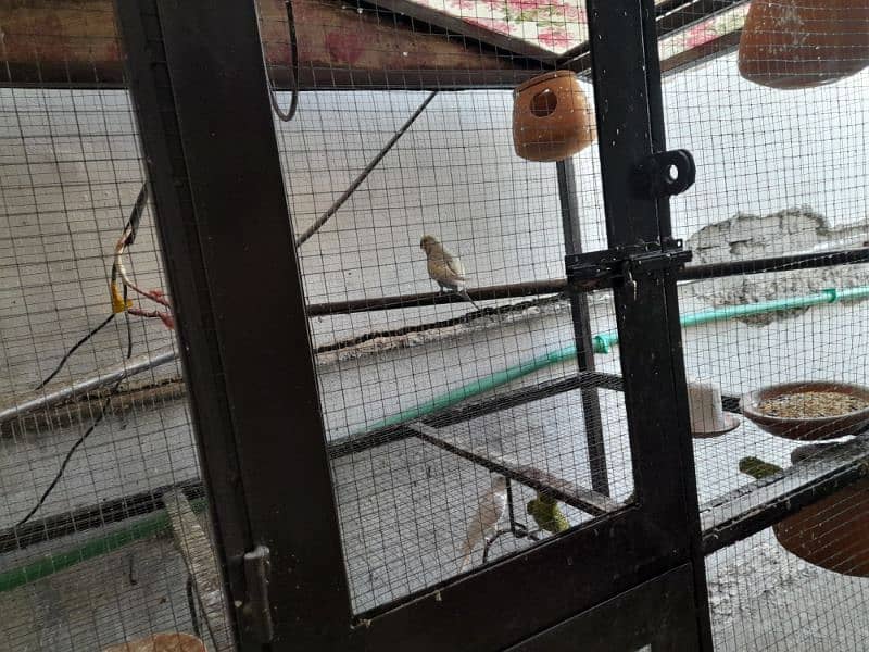 Parrots cage for sale in New condition not much used made with iron. 3