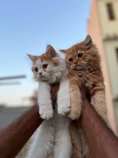 kittens Pair