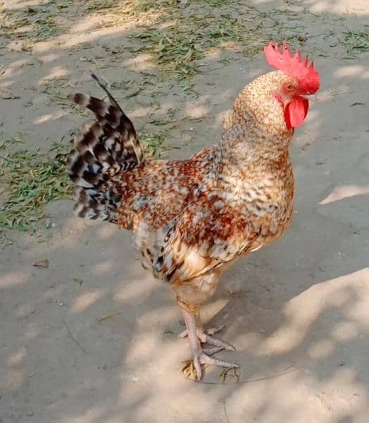 eggs pure organic fancy and desi guaranteed fertile to eat and hatch 3