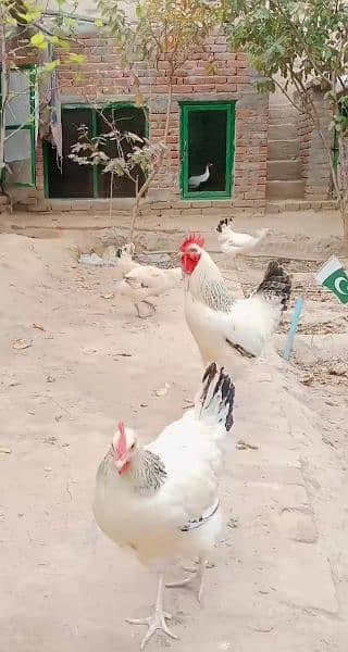 eggs pure organic fancy and desi guaranteed fertile to eat and hatch 4