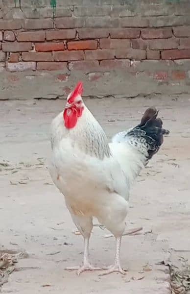 eggs pure organic fancy and desi guaranteed fertile to eat and hatch 5