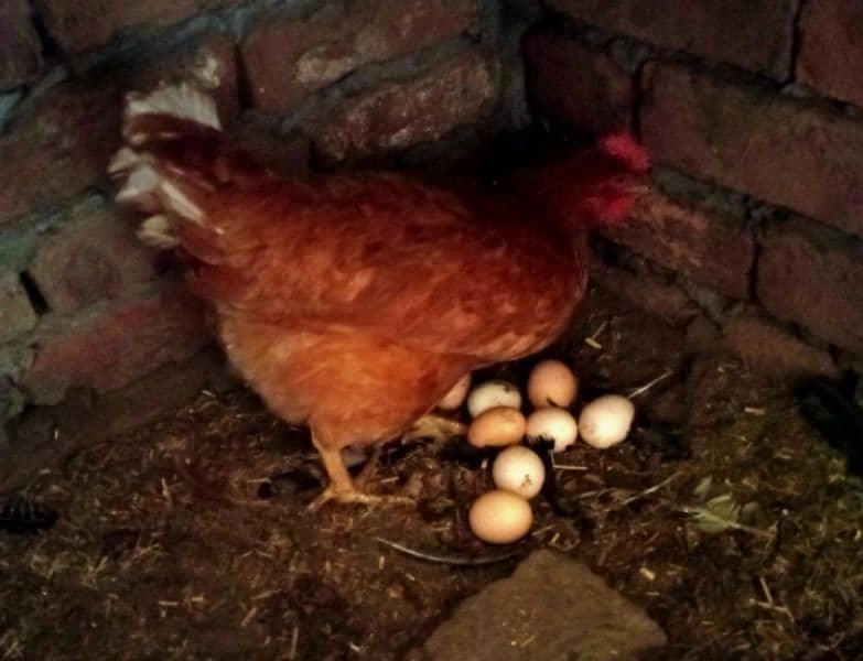 eggs pure organic fancy and desi guaranteed fertile to eat and hatch 6