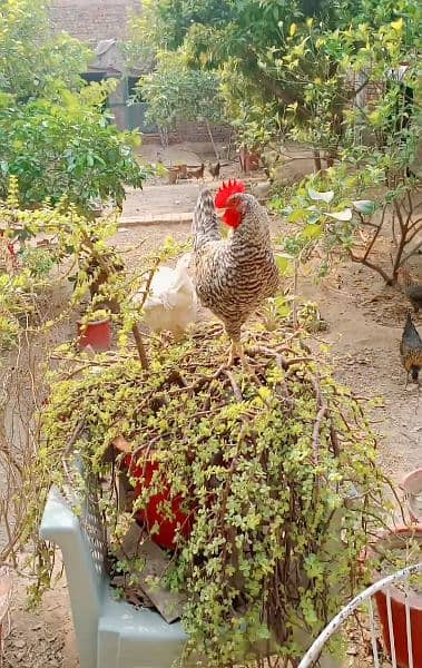 eggs pure organic fancy and desi guaranteed fertile to eat and hatch 10