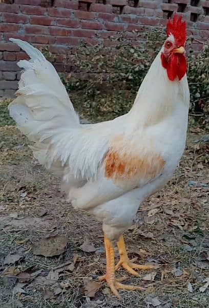 eggs pure organic fancy and desi guaranteed fertile to eat and hatch 12