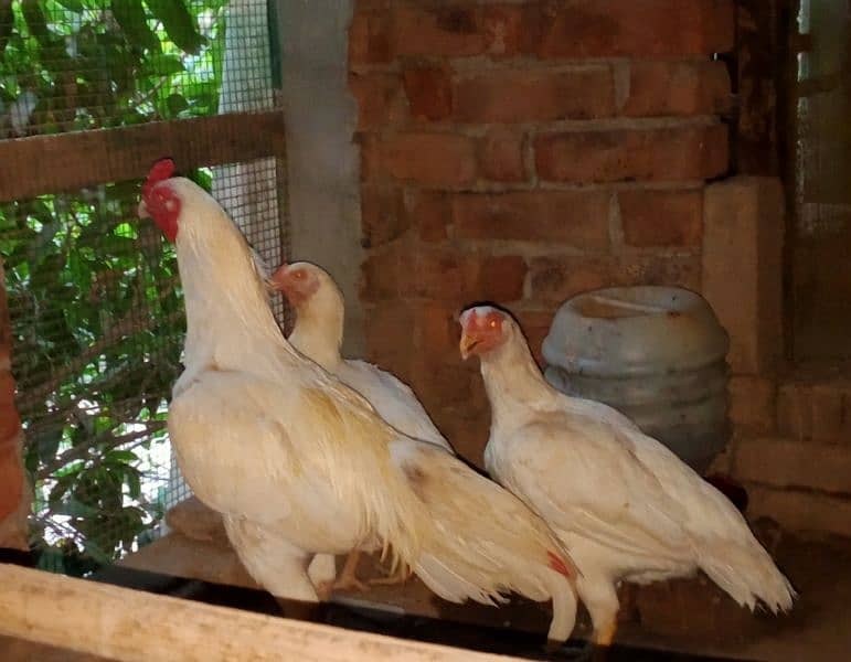 eggs pure organic fancy and desi guaranteed fertile to eat and hatch 16