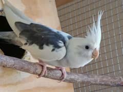 white face 2 cockatiel Active good parrot healthy food and best helth