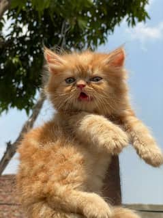 High quality piki male kitten